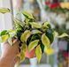Филодендрон Рио (Philodendron scandens 'Rio') 266 фото 2