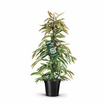 Ficus Binnendijkii 'Amstel King' 065 foto