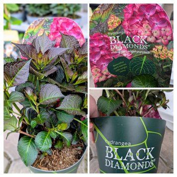 Гортензия Black Diamonds 'Red Angel Purple'  296 фото