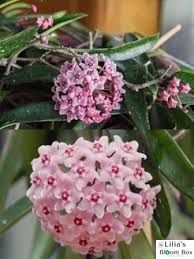 Hoya 'Minibelle' 108 foto
