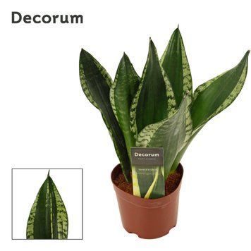 Sansevieria trifasciata Silver Flame 267 foto