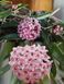 Hoya 'Minibelle' 108 foto 3