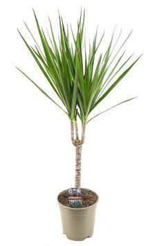Dracaena marginata 047 foto