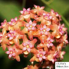 Hoya Fitchii 196 foto