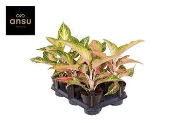 Aglaonema 'Eyecatcher' 082 foto
