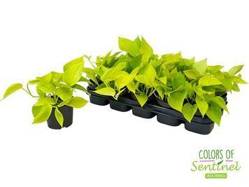 Epipremnum aureum 'Neon' (Golden Pothos) 203 foto