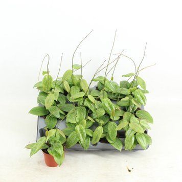 Hoya Fitchii 196 foto
