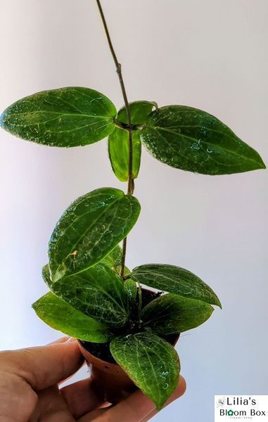 Hoya Fitchii 196 foto