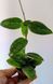 Hoya Fitchii 196 foto 2