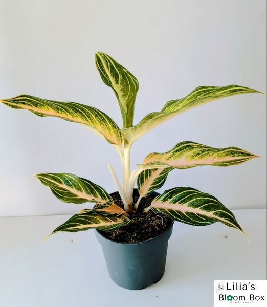 Aglaonema Eyecatcher 082 foto