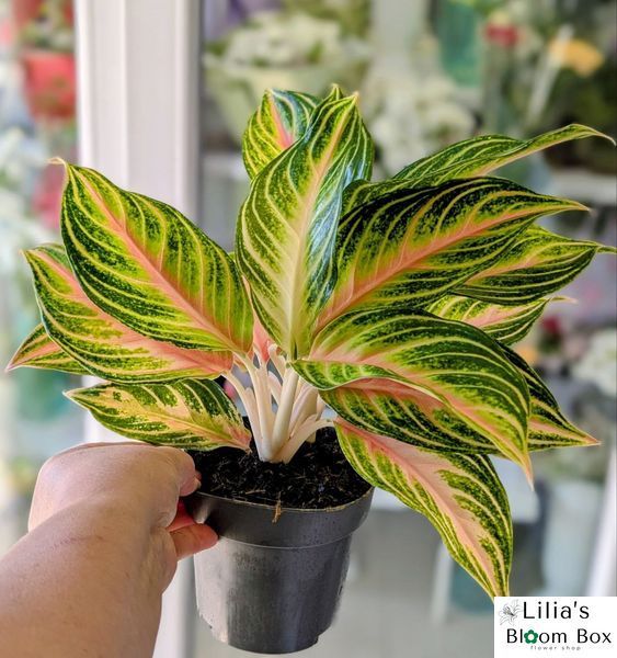 Aglaonema 'Eyecatcher' 082 foto