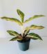 Aglaonema Eyecatcher 082 foto 2