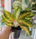 Aglaonema 'Eyecatcher' 082 foto 2