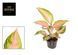 Aglaonema Eyecatcher 082 foto 1
