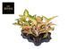 Aglaonema 'Eyecatcher' 082 foto 1