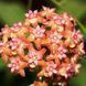 Hoya Fitchii 196 foto 3