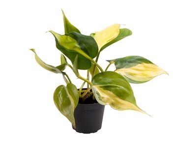 Филодендрон Бразил (Philodendron scandens 'Brasil') 222 фото
