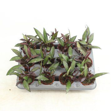 Hoya Red Maroon 197 foto