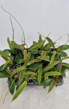 Hoya Soligamiana 198 foto