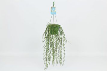 Hoya linearis 200 foto