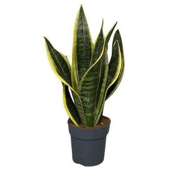Sansevieria trifasciata 'Futura Superba' 270 foto