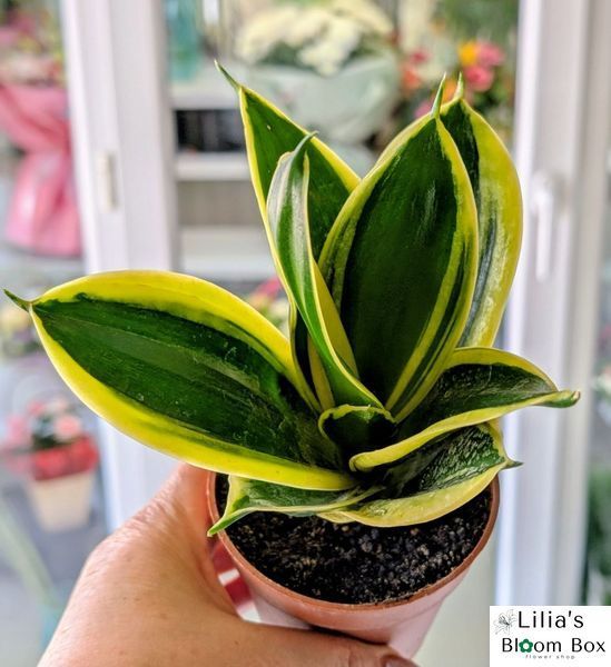 Sansevieria 'Hahnii Jade Marginata' 039 foto
