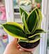 Sansevieria 'Hahnii Jade Marginata' 039 foto 2