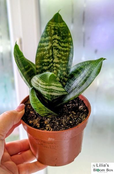 Sansevieria trifasciata 'Hahnii' 043 foto