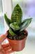 Sansevieria trifasciata 'Hahnii' 043 foto 2