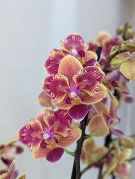 Phalaenopsis Limited 51 084 фото