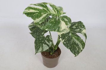 Monstera &bdquo;Thai Constellation&rdquo; 230 foto