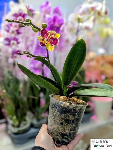 Phalaenopsis Limited 51 084 фото