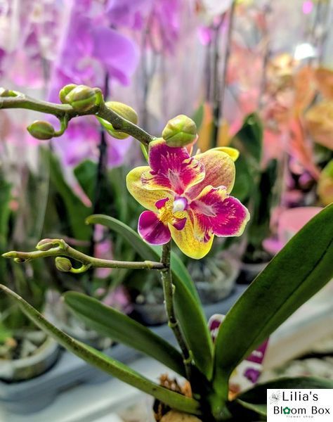 Phalaenopsis Limited 51 084 фото