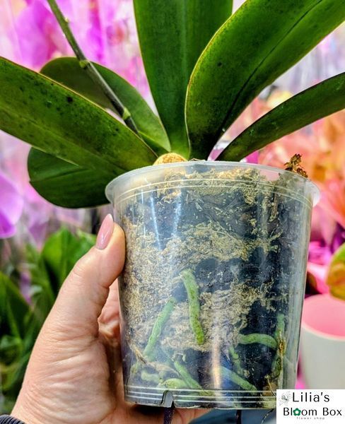 Phalaenopsis Limited 51 084 фото