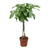 Пахира водная.