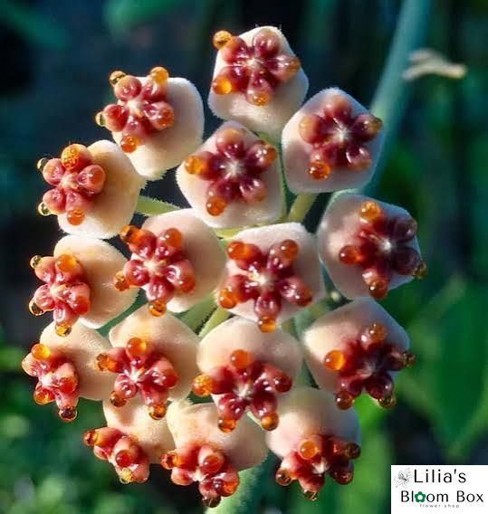 Hoya kerrii 099 foto