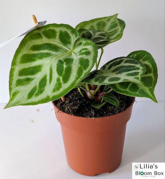 Anthurium Silver Blush 293 foto
