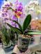 Phalaenopsis Limited 51 084 фото 2