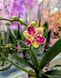 Phalaenopsis Limited 51 084 фото 3