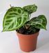Anthurium Silver Blush 293 foto 2