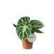 Anthurium Silver Blush 293 foto 1