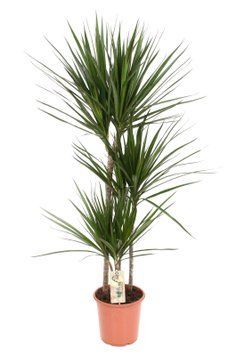 Dracaena marginata 3T 273 foto