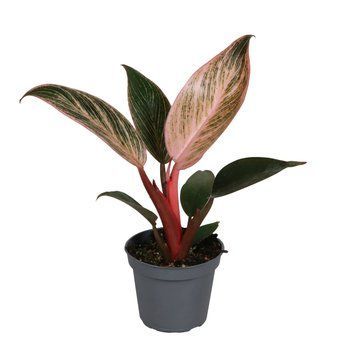 Филодендрон Пинк Бикини (Philodendron 'Pink Bikini') 328 фото