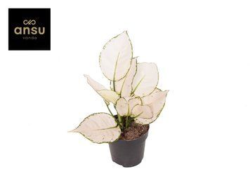 Aglaonema White Joy 131 foto
