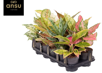 Aglaonema Mix (Diverse varietăți) 131 foto