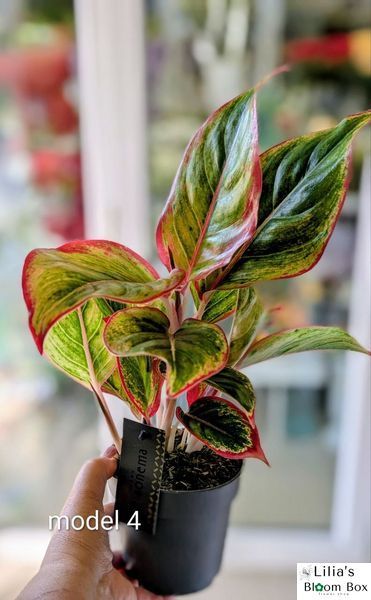 Aglaonema Mix (Diverse varietăți) 131 foto