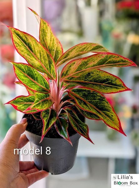 Aglaonema Mix (Diverse varietăți) 131 foto