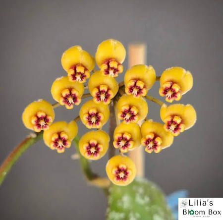 Hoya waymaniae 'Kapua' 114 foto