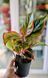 Aglaonema Mix (Diverse varietăți) 131 foto 5