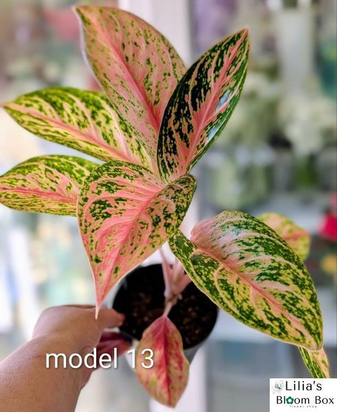 Aglaonema Mix (Diverse varietăți) 131 foto
